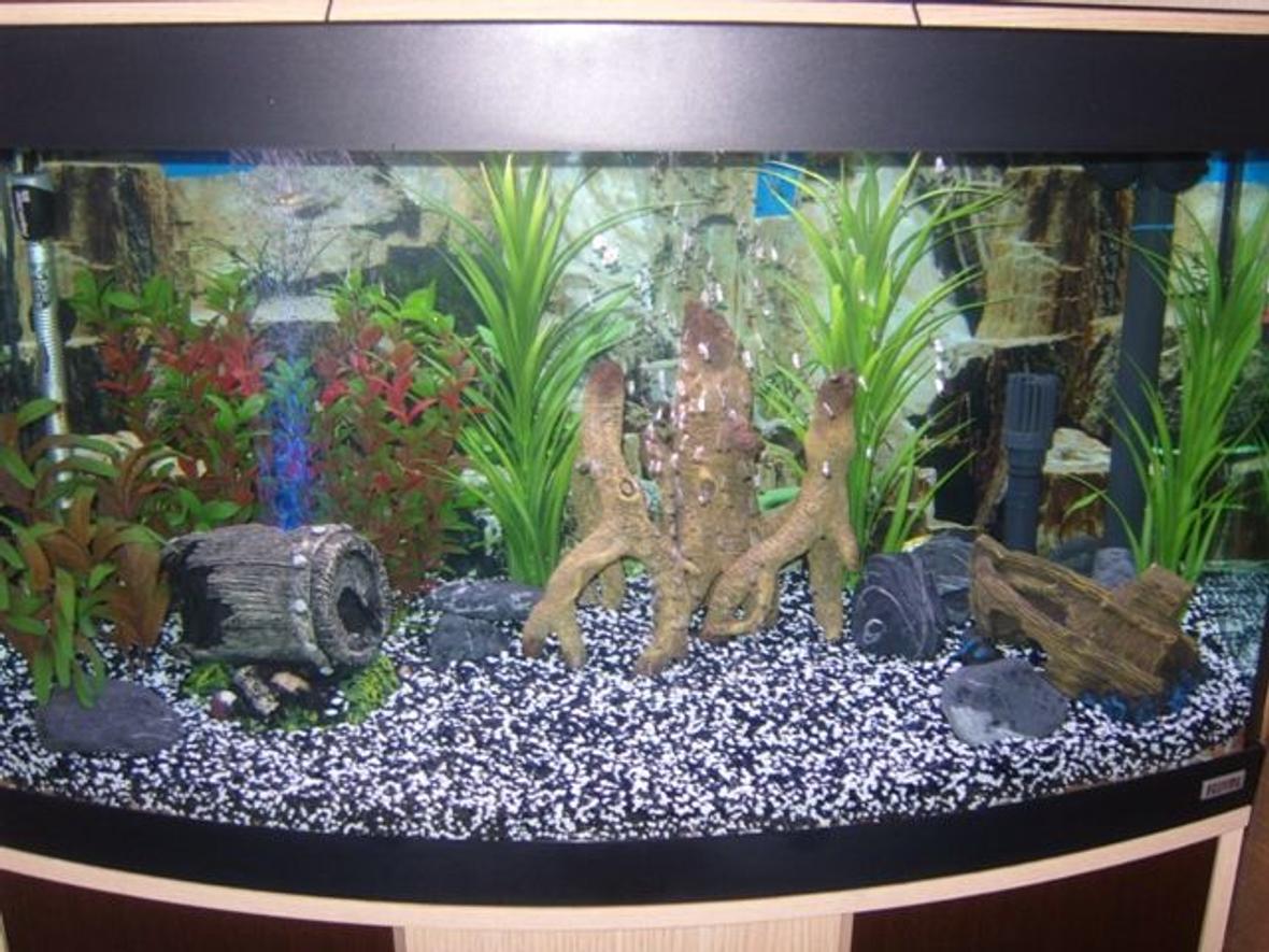 39 gallons freshwater fish tank (mostly fish and non-living decorations) - 180l Community Tank
