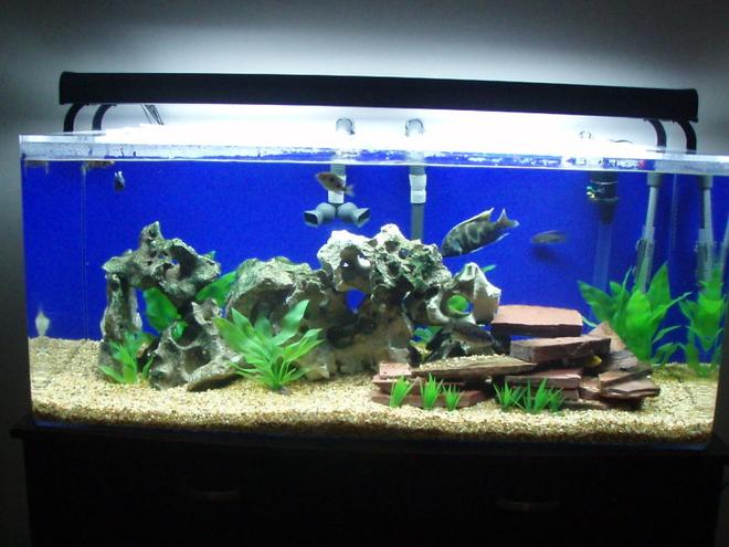 75 gallons freshwater fish tank (mostly fish and non-living decorations) - Haps and Peacocks
