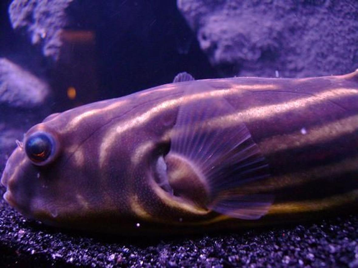 freshwater fish - tetraodon lineatus - fahaka puffer stocking in 30 gallons tank - My puffer