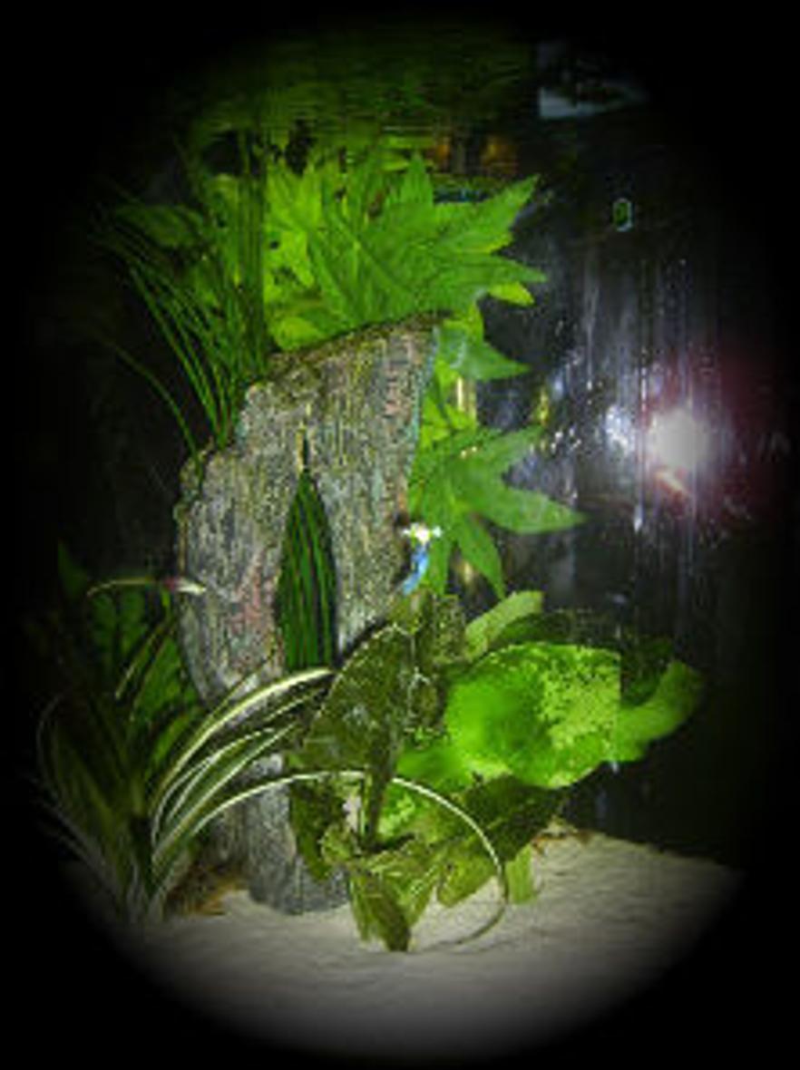 Rated #216: 36 Gallons Planted Tank - this is my tropical smaller tank with white acrylic sand and plants.
i have kept the stock to a minimum as i like to see the odd bods as individuals.
i have 2 green Congo dwarf frogs
2 striped apple snails
2 striped rams horn snails
2 yellow apples

1 peppered Cory
1 neon tetra's