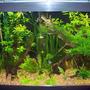 65 gallons planted tank (mostly live plants and fish) - Low light planted