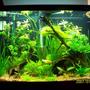 fish tank picture - and more again