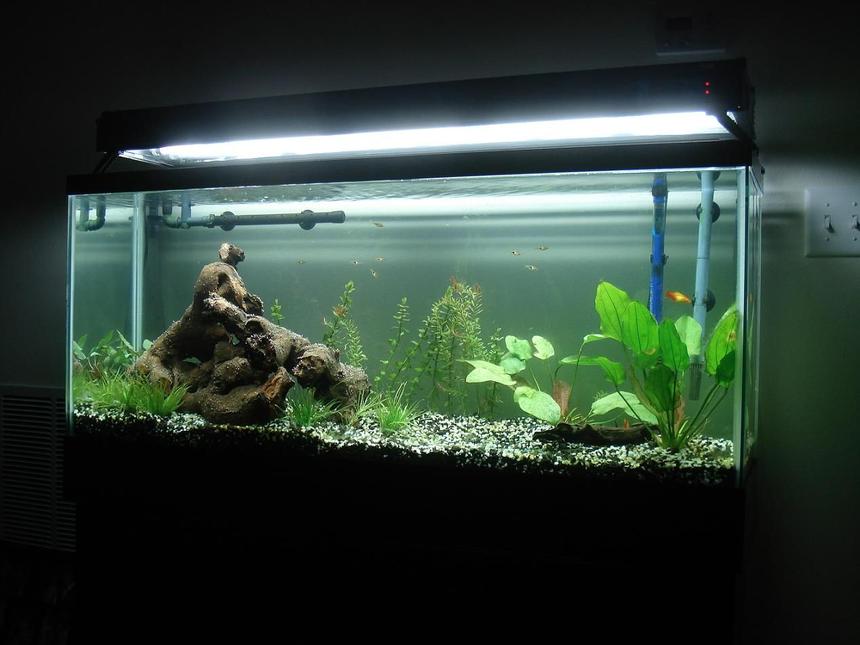 Rated #177: 55 Gallons Planted Tank - Our first attempt at a freshwater planted tank, two months in.