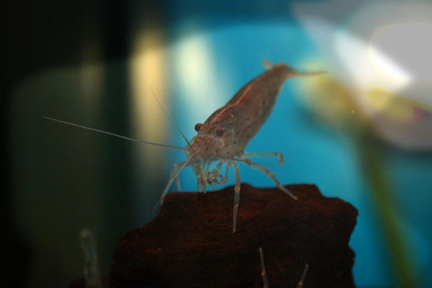 Rated #36: Corals Inverts - Lysmata Amboinensis - Scarlet Skunk Cleaner Shrimp Stocking In 33 Gallons Tank - shrimp