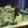 fish tank picture - Plec