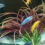 fish tank picture - African Malawi@ (mbuna)