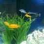 fish tank picture - Mbuna's
