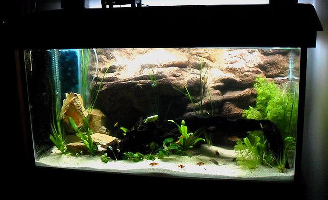 120 gallons freshwater fish tank (mostly fish and non-living decorations) - Recently established 4x2x2 African cichlid tank. I installed the cut to size 3D rock backing and constructed a moss wall on the left side. Silico sand substrate. Live plants.
