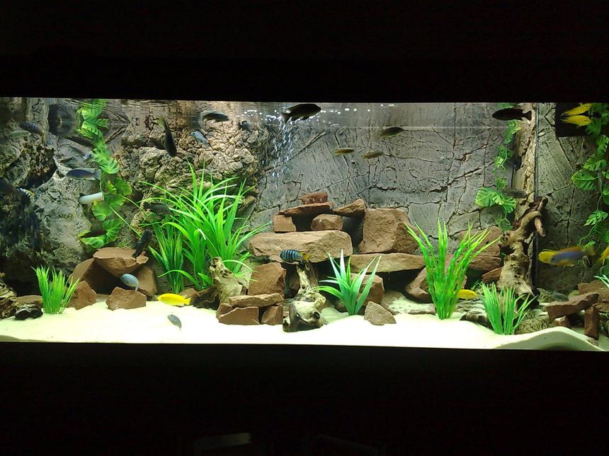 Rated #17: 105 Gallons Freshwater Fish Tank - 400ltr Malawi Tank.