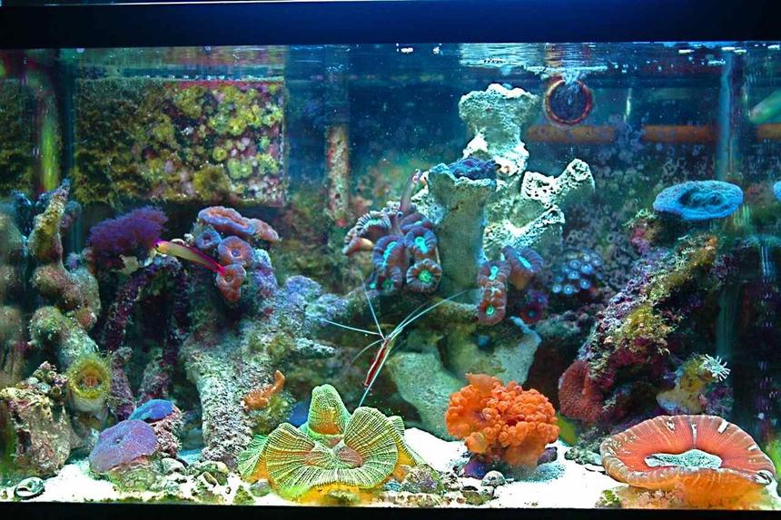 Rated #50: 10 Gallons Reef Tank - This is the most recent pic of my main tank!