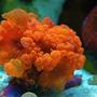 corals inverts - blastomussa wellsi - blastomussa coral stocking in 10 gallons tank - Blastomussa Welsii