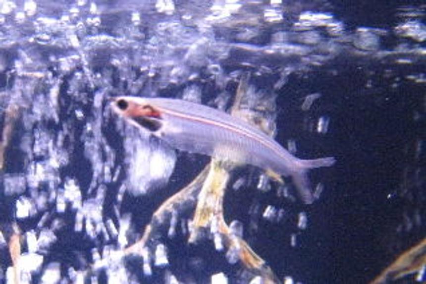 Rated #128: Freshwater Fish - Kryptopterus Bicirrhis - Ghost Glass Cat Stocking In 55 Gallons Tank - Mr.Glass this cats been here from day one.