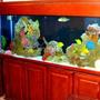 150 gallons saltwater fish tank (mostly fish, little/no live coral) - Tank Closeup