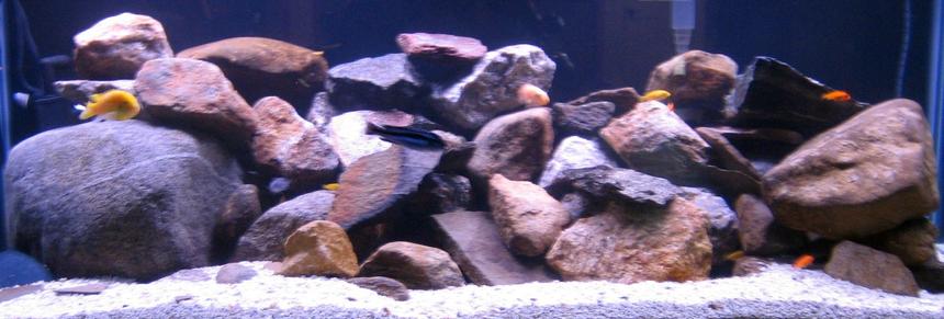 Rated #83: 75 Gallons Freshwater Fish Tank - Malawi 75 Gallon