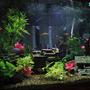 120 gallons freshwater fish tank (mostly fish and non-living decorations) - 120g Tank
