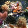 29 gallons reef tank (mostly live coral and fish) - 29 Gallon Bio Cube reef tank