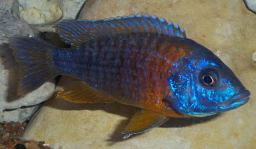 Rated #10: Freshwater Fish - Aulonocara Rubescens - Ruby Red Peacock Stocking In 135 Gallons Tank - Peacock Cichlid