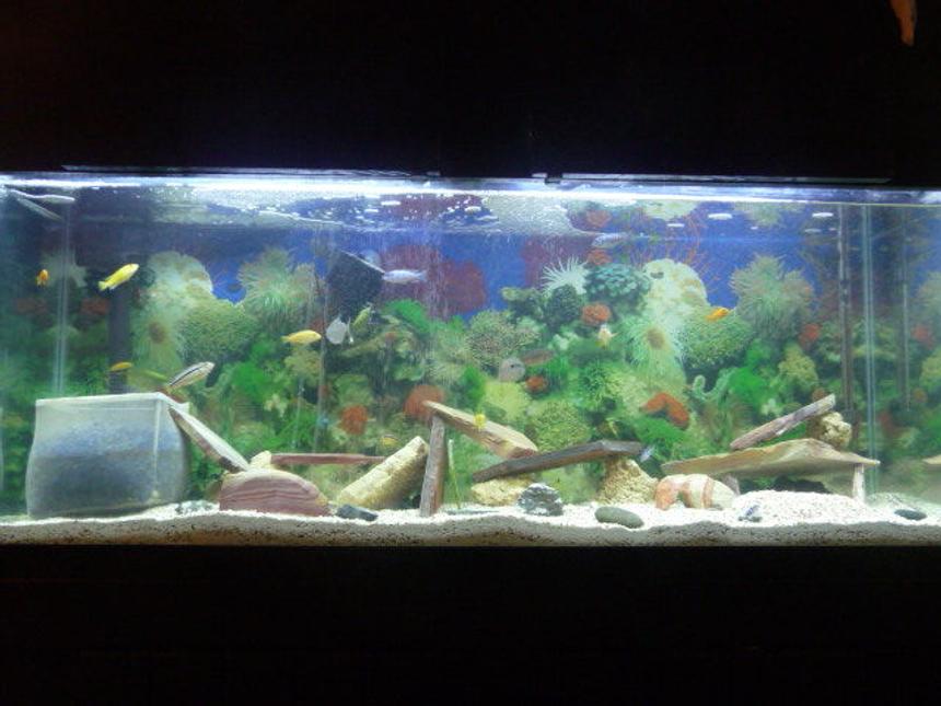 Rated #290: 55 Gallons Freshwater Fish Tank - This is my 55 gallon mostly African Cichlid tank.