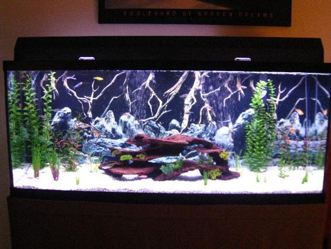 55 gallons freshwater fish tank (mostly fish and non-living decorations) - Updated Fresh 55 Community. More to come.
