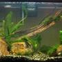 29 gallons planted tank (mostly live plants and fish) - newly planted tank