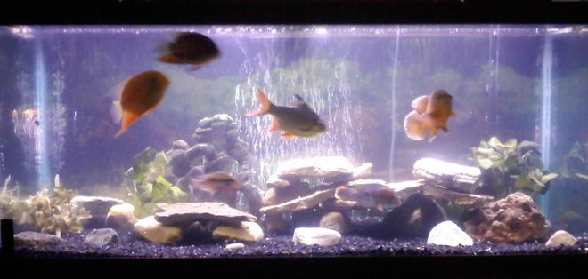20 gallons freshwater fish tank (mostly fish and non-living decorations) - cichlid tank:  oscar, green terror, firemouth, pike, angelfish, red jewel, tinfoil barb, 2 severums, large placo 75 gallon cichlid set up with standard lighting cascade 3000 filter & 200 watt elite heater also has glass canopy and solid oak stand. It also has various rocks collected from local lakes and beaches. this is my very first tank comment me on what i can do to make it better :)