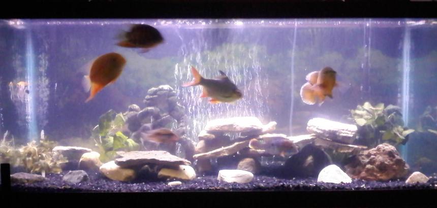 Rated #251: 20 Gallons Freshwater Fish Tank - cichlid tank:  oscar, green terror, firemouth, pike, angelfish, red jewel, tinfoil barb, 2 severums, large placo 75 gallon cichlid set up with standard lighting cascade 3000 filter & 200 watt elite heater also has glass canopy and solid oak stand. It also has various rocks collected from local lakes and beaches. this is my very first tank comment me on what i can do to make it better :)
