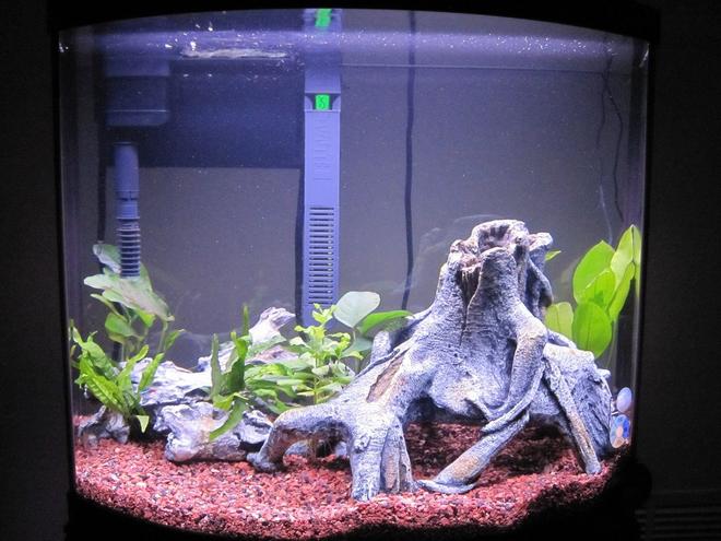 16 gallons planted tank (mostly live plants and fish) - 16G Bow Front 3 Weeks Old