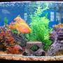46 gallons freshwater fish tank (mostly fish and non-living decorations) - 46 Tank