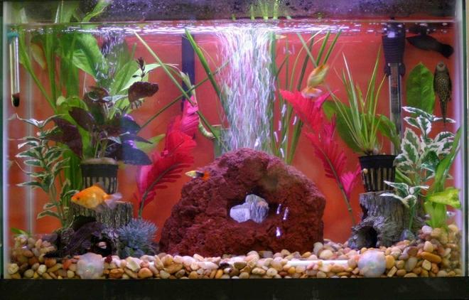46 gallons freshwater fish tank (mostly fish and non-living decorations) - 10 gallons tank
