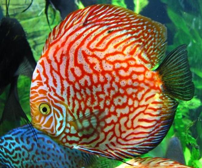 freshwater fish - red and white disucs stocking in 96 gallons tank - Red and White Disucs