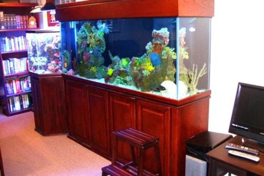Rated #63: 150 Gallons Reef Tank - 150 Gallon Fish Only with Octagon Reef in Background