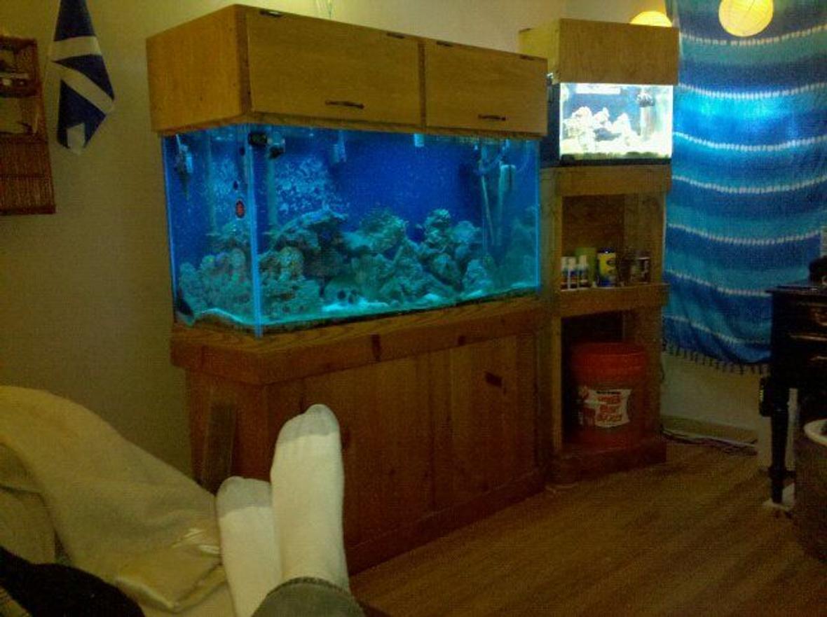 100 gallons reef tank (mostly live coral and fish) - Me admiring my setup. Custom 10g tank stand. drilled the glass in the 10g myself for the return and planned it all myself. Built the 90g canopy myself as well.