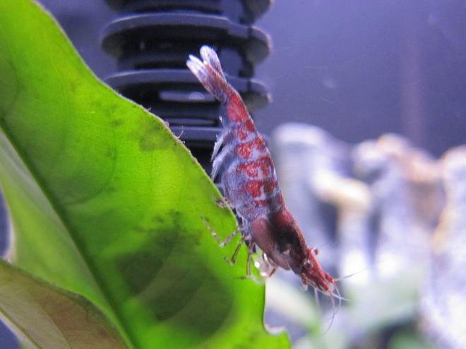 corals inverts - neocaridina denticulata sinensis - red cherry shrimp stocking in 16 gallons tank - Red Cherry Shrimp