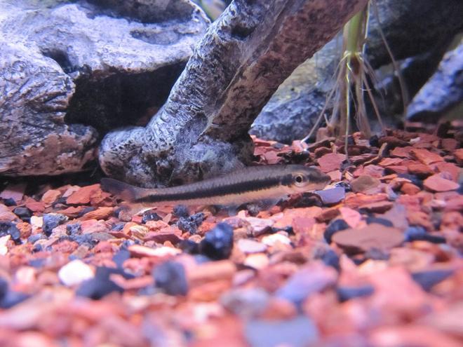 freshwater fish - crossocheilus siamensis - siamese algae eater stocking in 16 gallons tank - Siamese Algae Eater