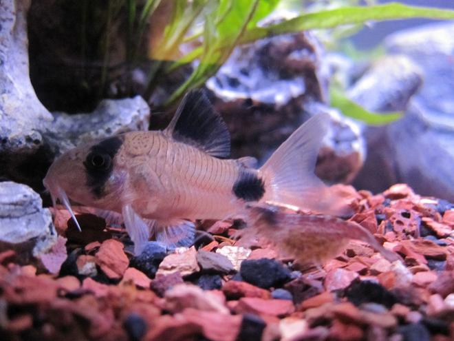 freshwater fish - corydoras panda - panda cory cat stocking in 16 gallons tank - Panda Cory and Red Cherry Shrimp Scurrying by.