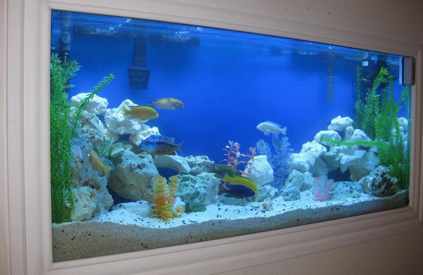 Rated #10: 55 Gallons Freshwater Fish Tank - Side Angle For New Setup 3.09.10