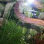 fish tank picture - loach