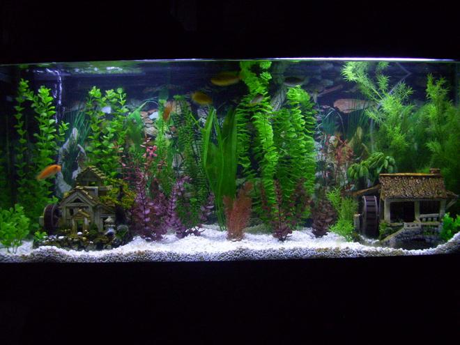 55 gallons freshwater fish tank (mostly fish and non-living decorations) - 55g african chiclid tank