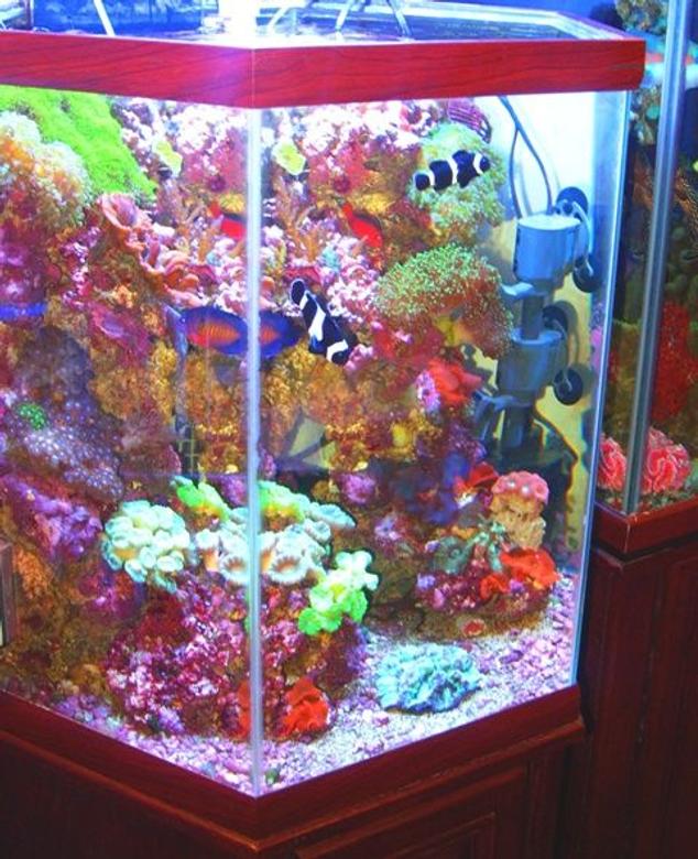 43 gallons reef tank (mostly live coral and fish) - Octagon - Vertical Reef