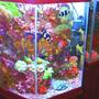 43 gallons reef tank (mostly live coral and fish) - Octagon - Vertical Reef