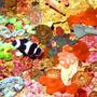 fish tank picture - Black Ocellaris Clownfish