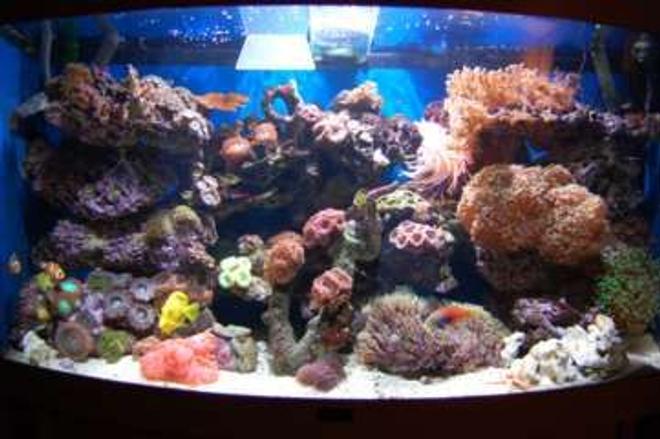 40 gallons reef tank (mostly live coral and fish) - FTS