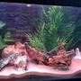 fish tank picture - More Tank