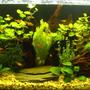 planted tank (mostly live plants and fish) - My new aquarium
