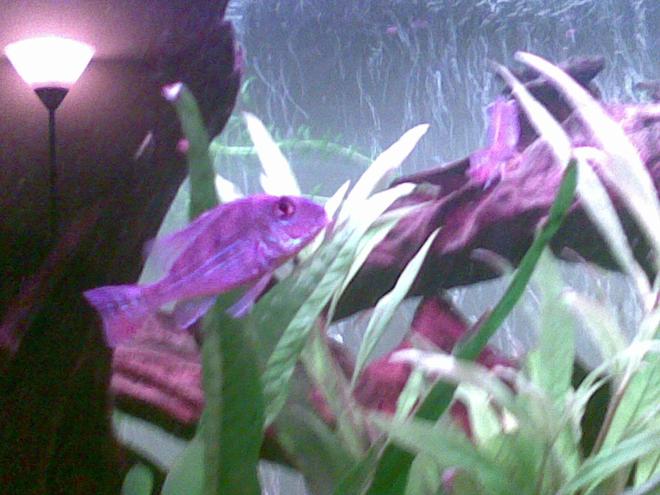 freshwater fish - gymnogeophagus surinamensis - surinamen geophagus stocking in 45 gallons tank - This is my geophagus surinamensis.
excuse the bad quality it was on a phone camera