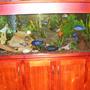 170 gallons freshwater fish tank (mostly fish and non-living decorations) - My cichlid tank. 6x2x2.