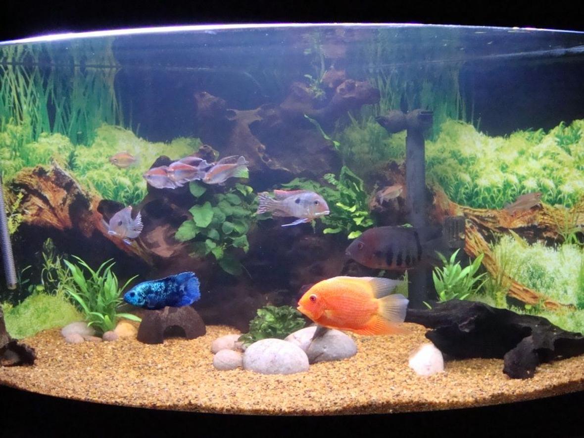 92 gallons planted tank (mostly live plants and fish) - 92G SA/CA corner tank with bogwood, java fern, anubias and river pebbles.