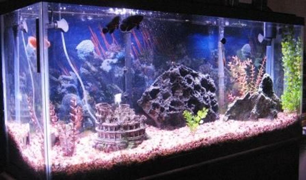 55 gallons freshwater fish tank (mostly fish and non-living decorations) - Tank has undergravel filter with 2 Penguin 550 powerheads. One on each corner, also with a 60 gallon chemical filter that hangs on the back of the tank. 200 watt stealth heater.
