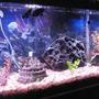 55 gallons freshwater fish tank (mostly fish and non-living decorations) - Tank has undergravel filter with 2 Penguin 550 powerheads. One on each corner, also with a 60 gallon chemical filter that hangs on the back of the tank. 200 watt stealth heater.
