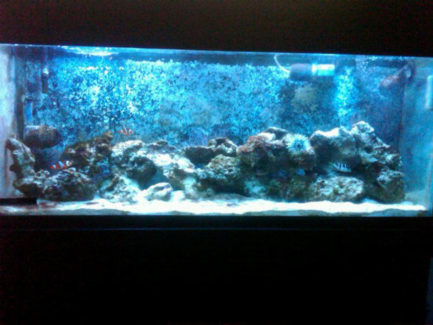 Rated #128: 55 Gallons Reef Tank - 55 gallon reef tank.